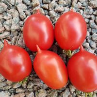 De Barao Royal, De Barao Tsarskij